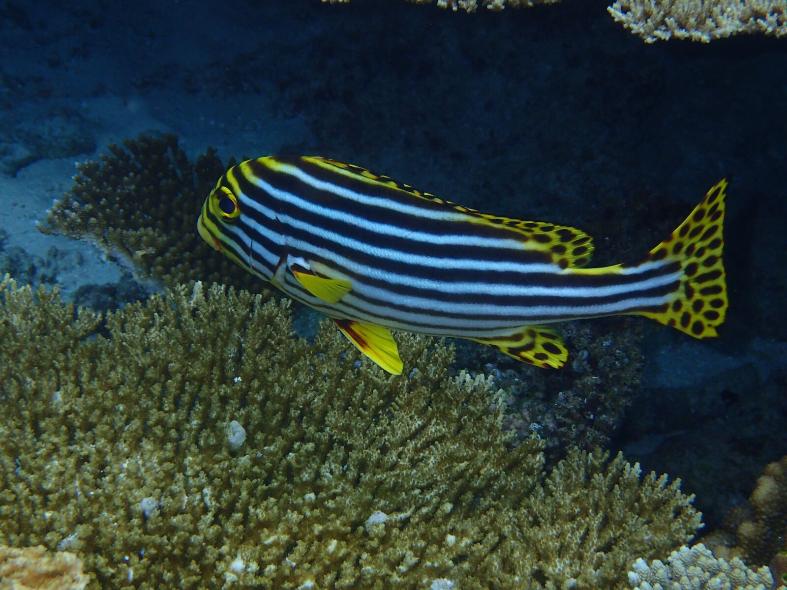 Olympus TG-4 sample photo. Maldives, the indian ocean photography