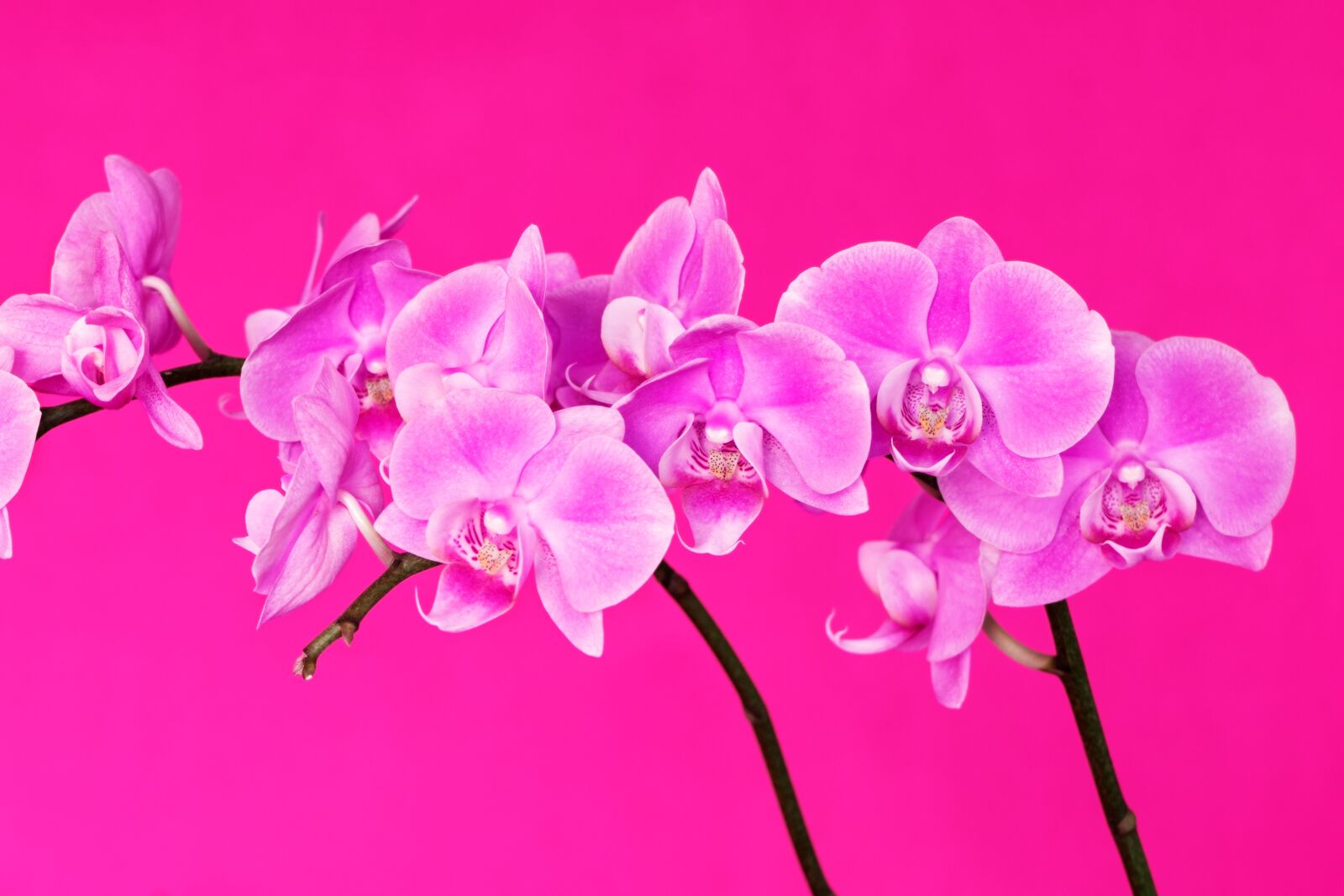 Sony a7 II sample photo. Pink, orchid, flower photography