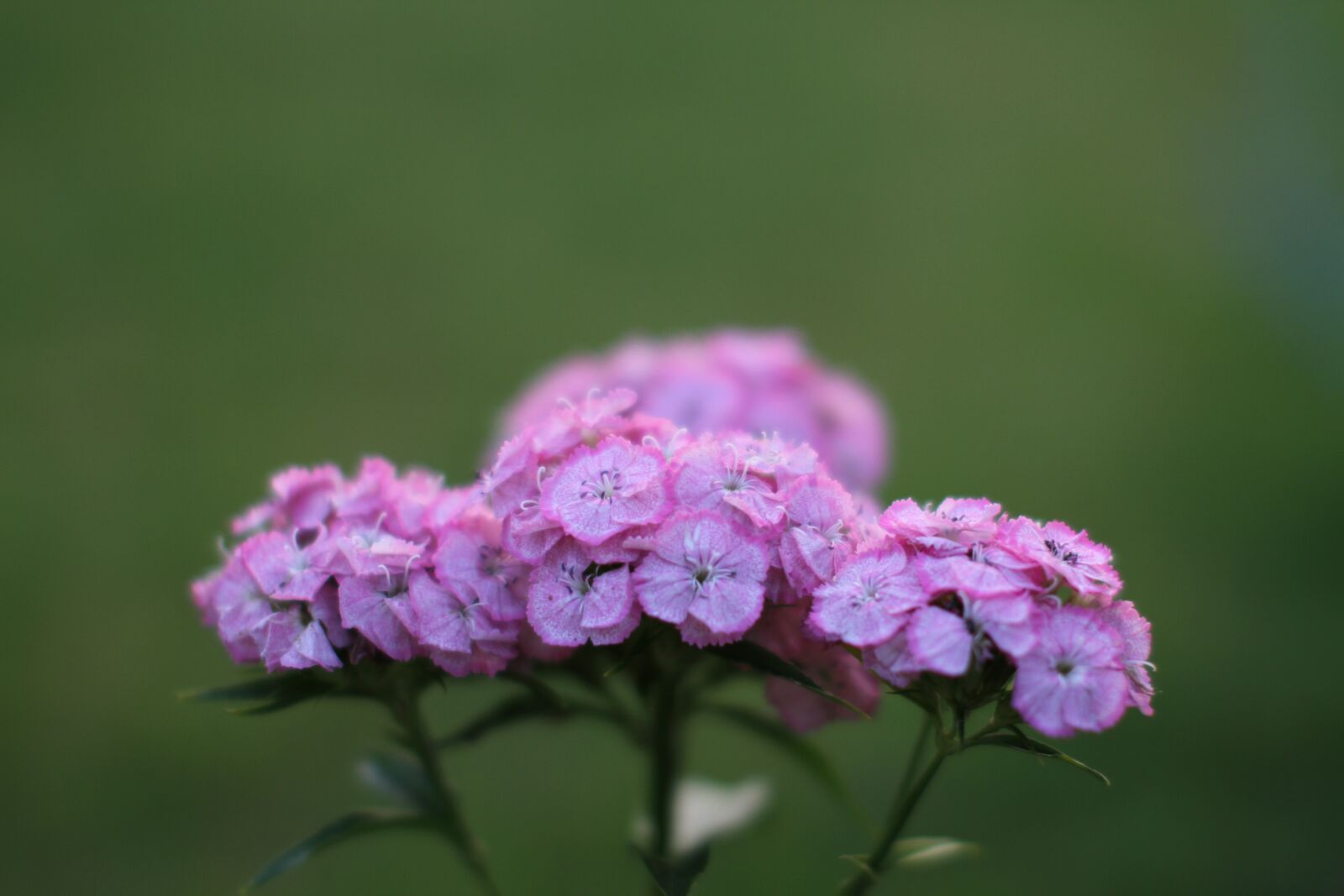 Canon EOS 7D sample photo. Flower, flora, nature photography