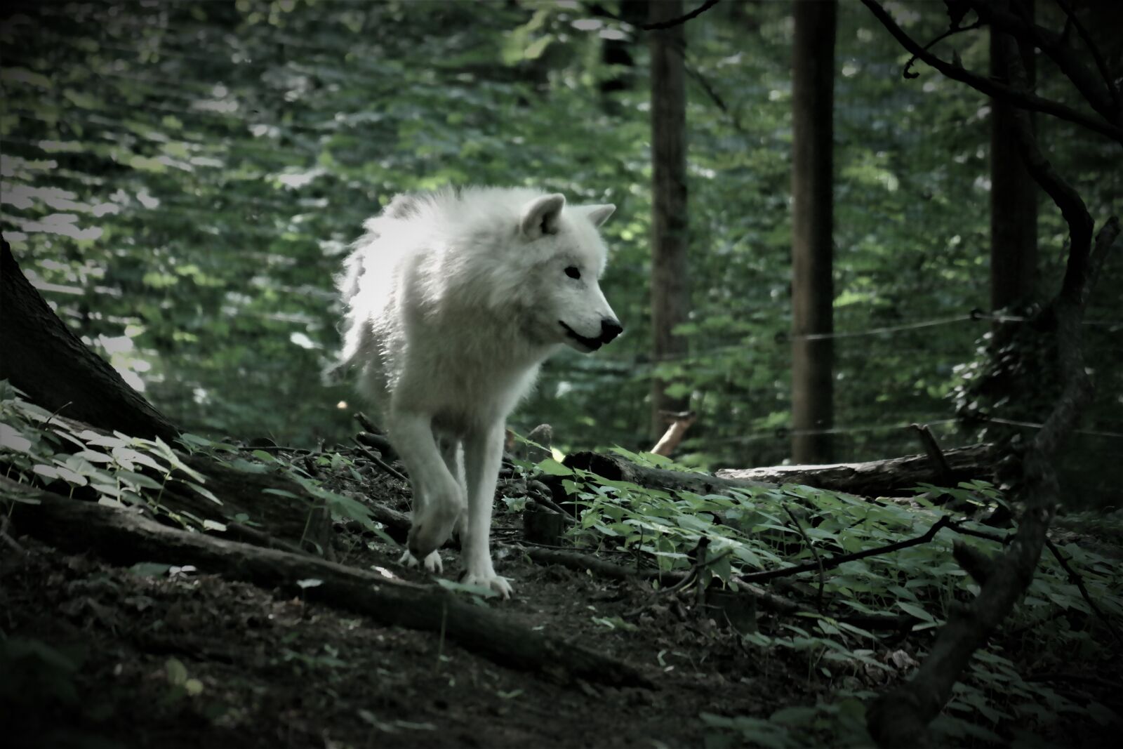 Samsung NX30 sample photo. Wolf, animal, predator photography