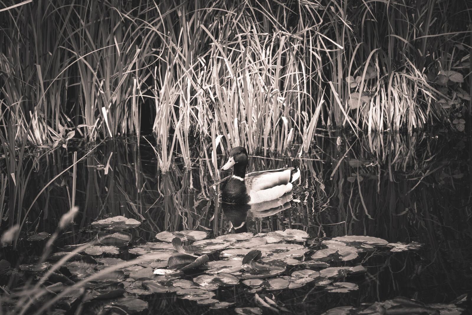 Canon EOS 5D Mark III sample photo. Bir, ducks, nature, pond photography