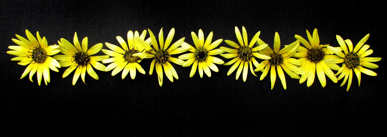 Canon PowerShot SX170 IS sample photo. Daisies, yellow, flowers photography