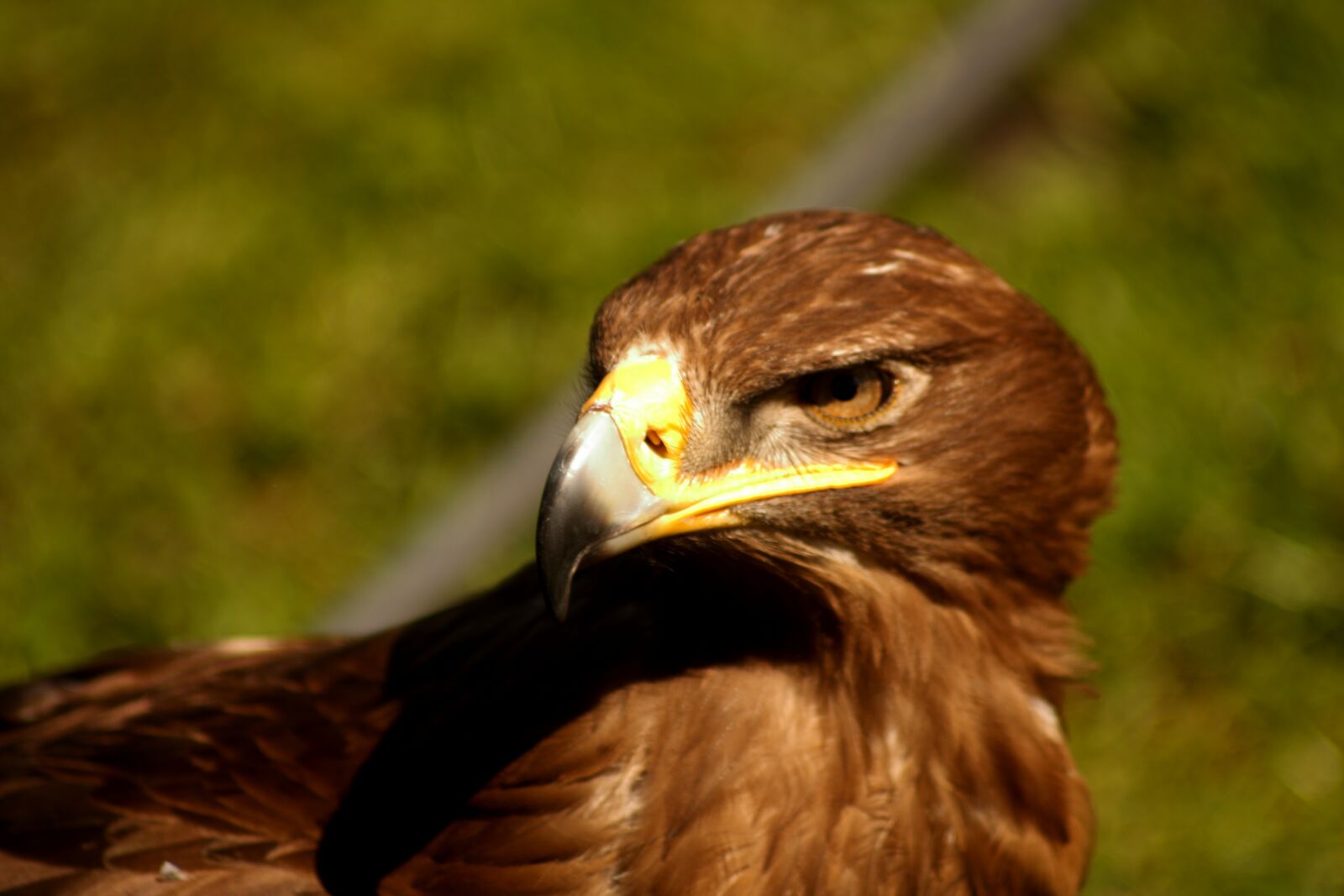 Canon EOS 1000D (EOS Digital Rebel XS / EOS Kiss F) sample photo. Adler, eagle, raptor photography