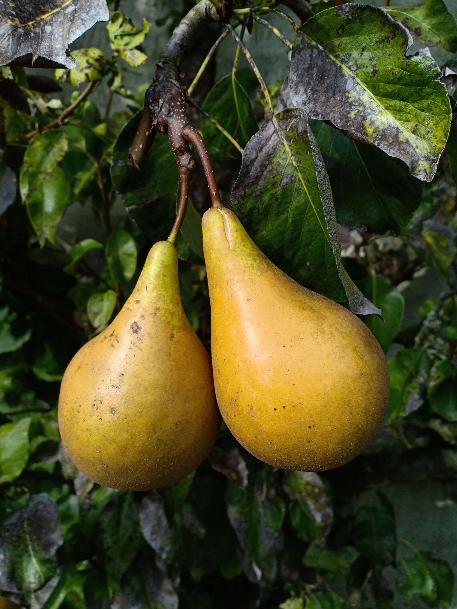 OPPO F7 sample photo. Pears, peer, fruit photography