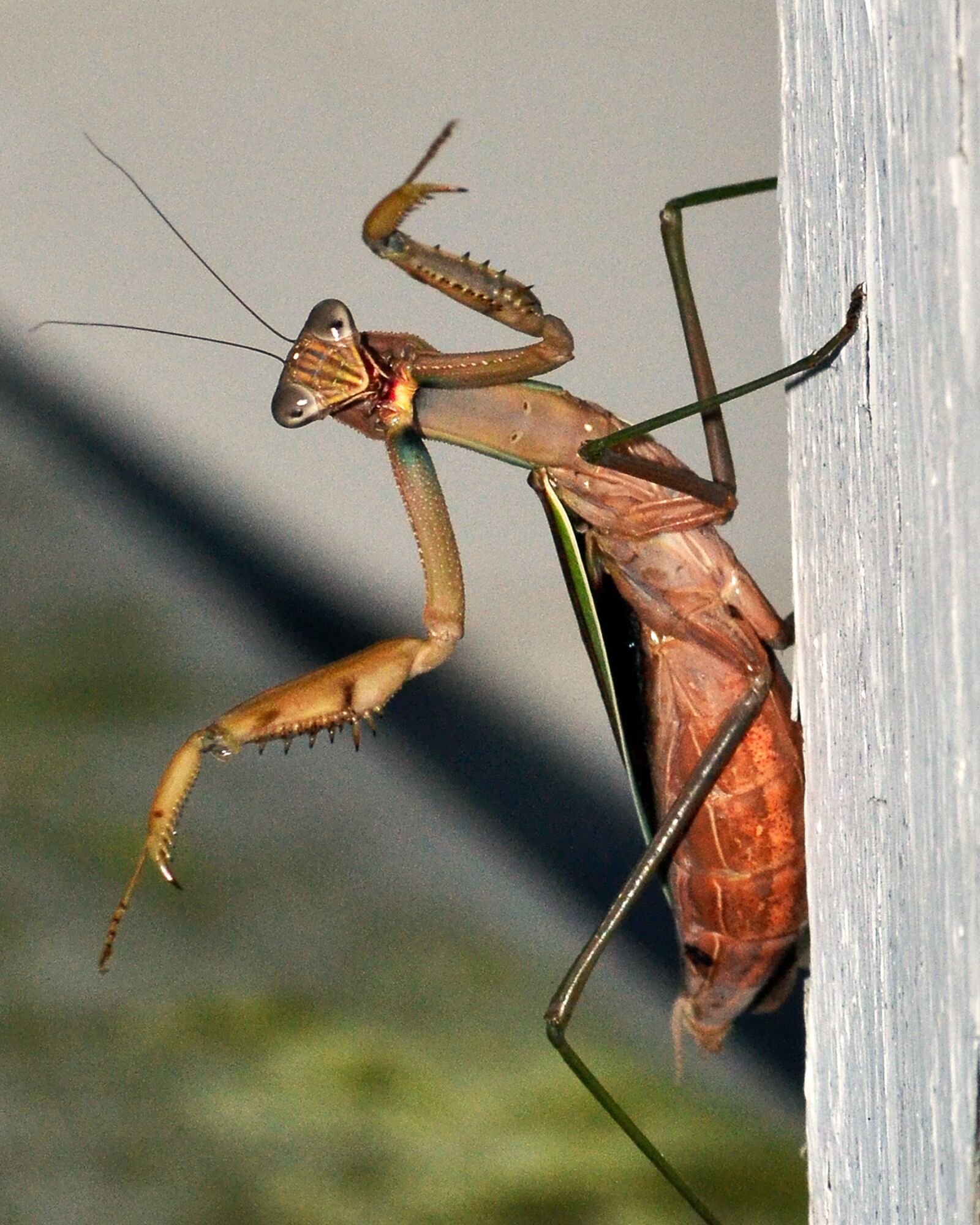 Nikon D3100 sample photo. Praying mantis, insect, mantis photography