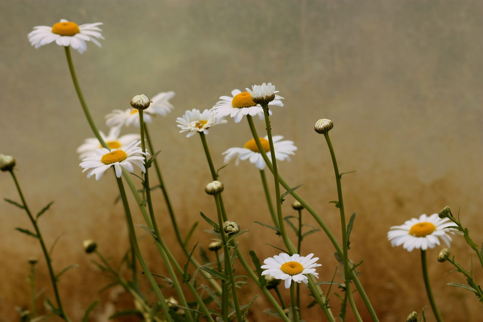 Canon EOS 450D (EOS Rebel XSi / EOS Kiss X2) sample photo. Daisy, flower, white photography
