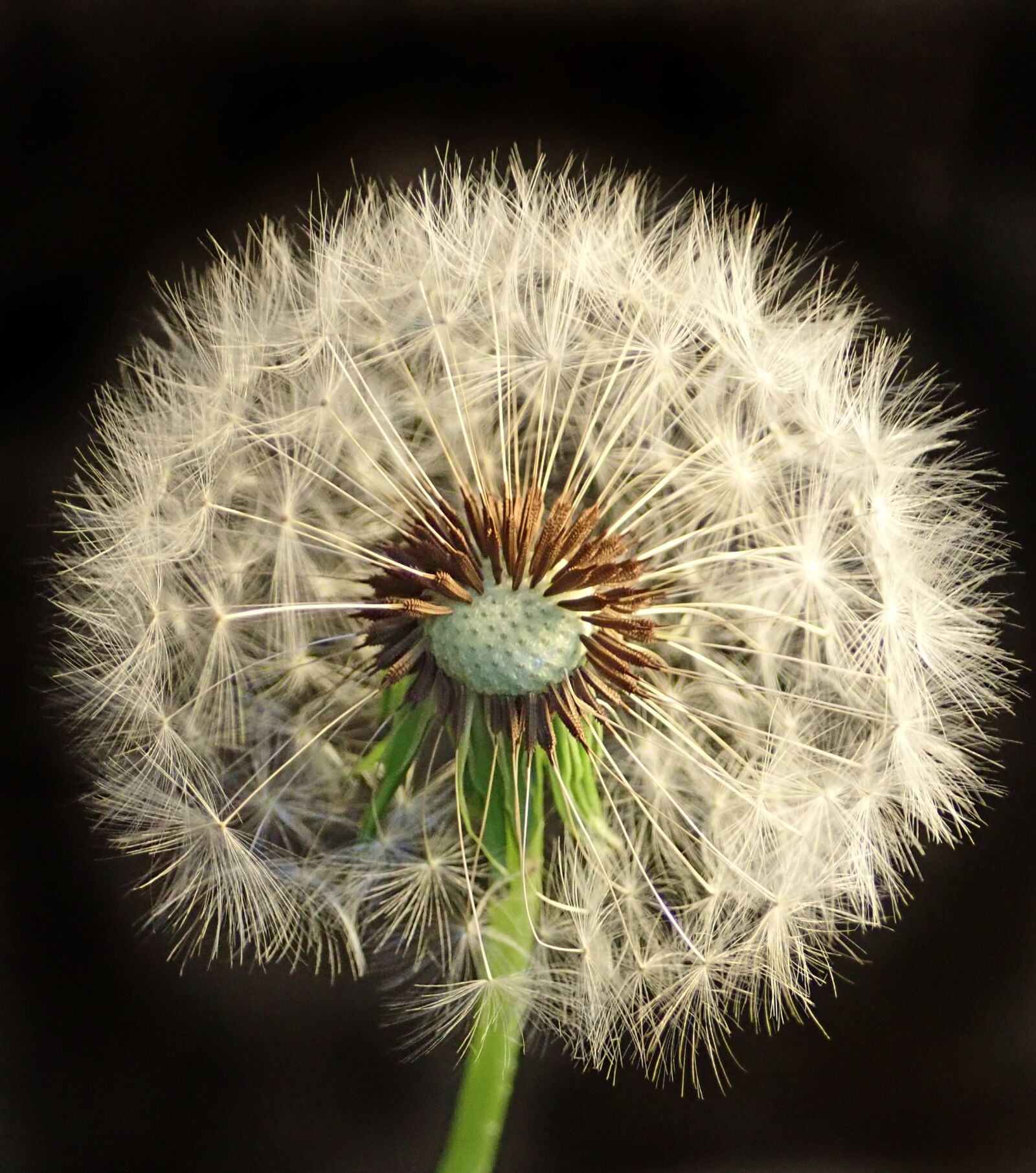 Olympus TG-5 sample photo. Dandelion, fluffy, seeds photography