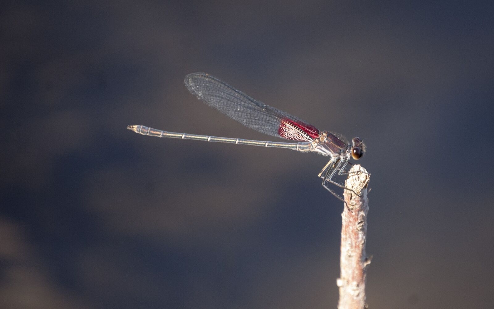 Nikon D40 sample photo. Dragonfly, wing, red photography