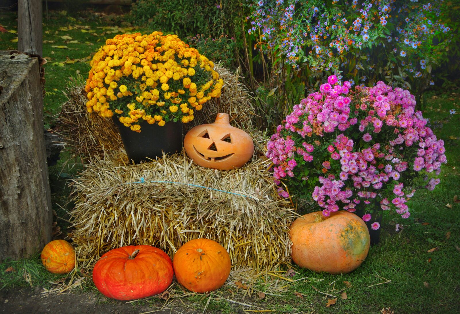 Sony SLT-A58 sample photo. Thanksgiving, pumpkins, halloween photography