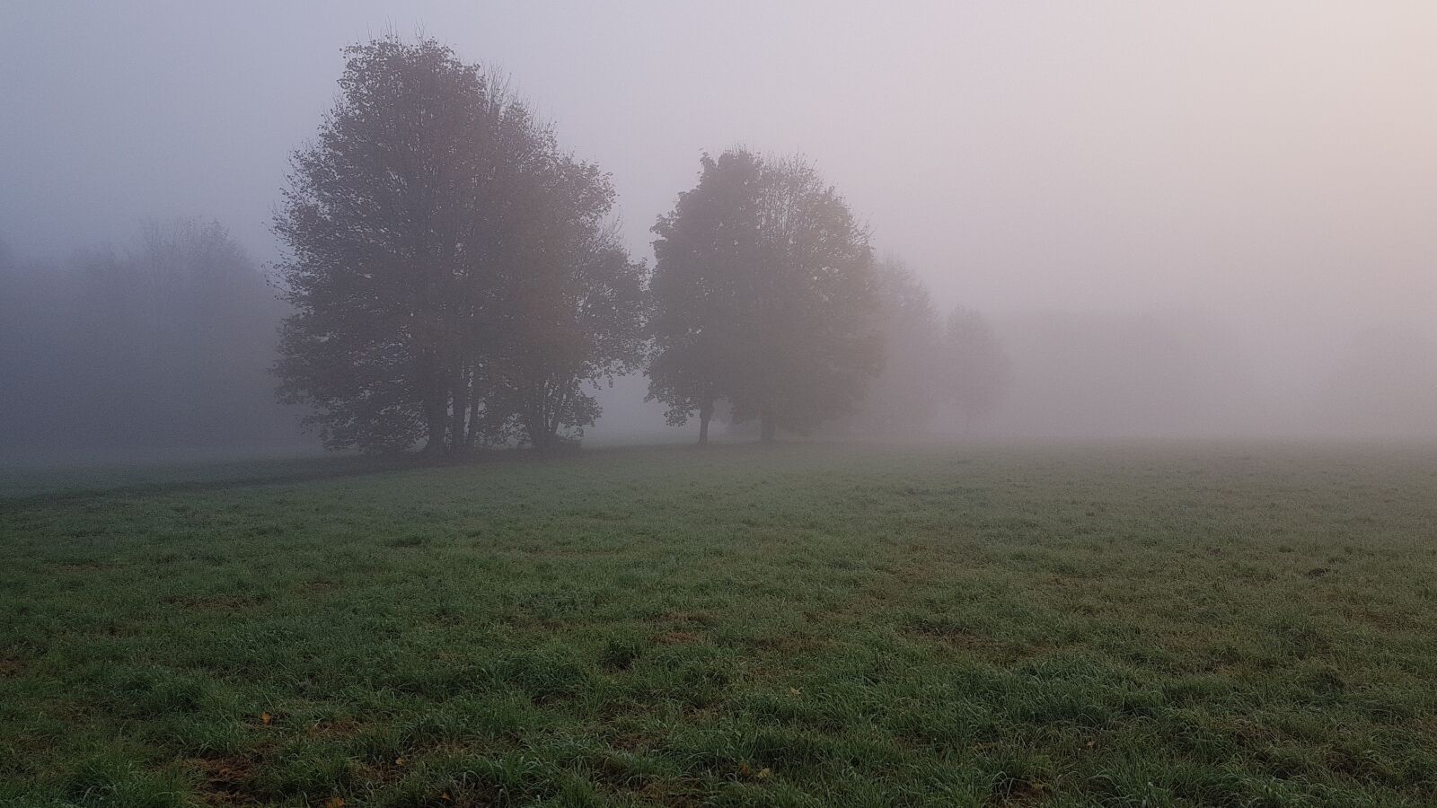 Samsung Galaxy S7 sample photo. Fog, forest, landscape photography