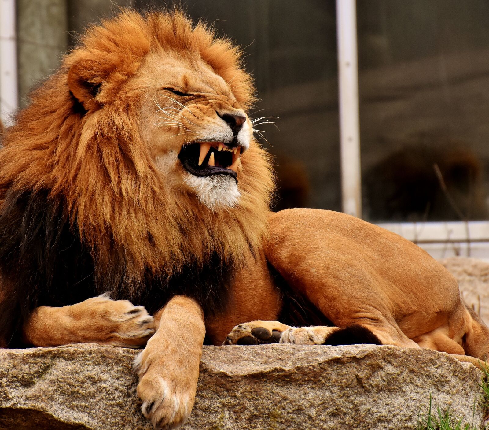 Nikon D7200 sample photo. Lion, predator, dangerous photography