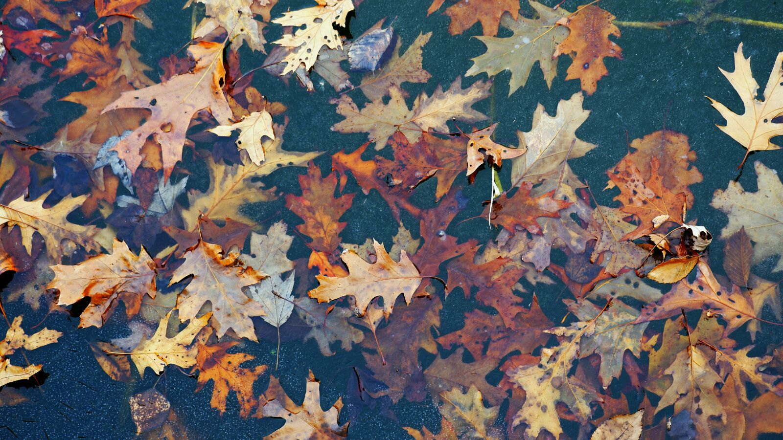 Fujifilm X-A5 sample photo. Nature, foliage, autumn photography