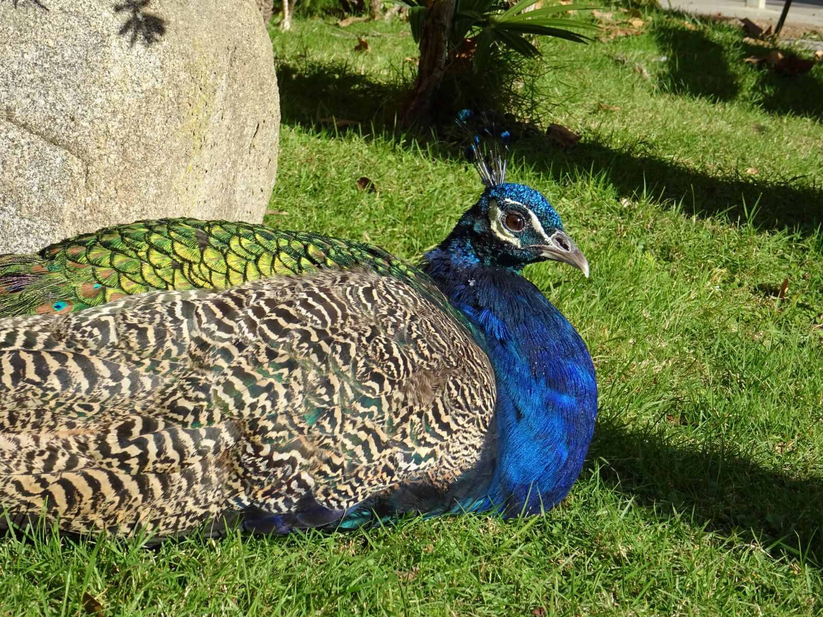 Sony DSC-HX60 sample photo. Peacock, zoo, bird photography