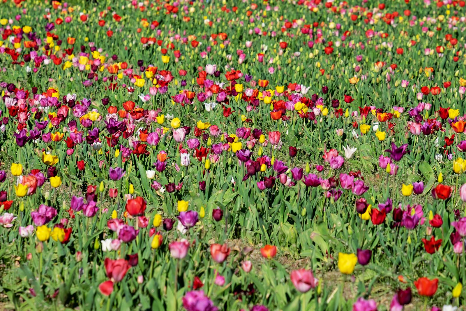 Fujifilm XF 55-200mm F3.5-4.8 R LM OIS sample photo. Tulips, field, tulip field photography