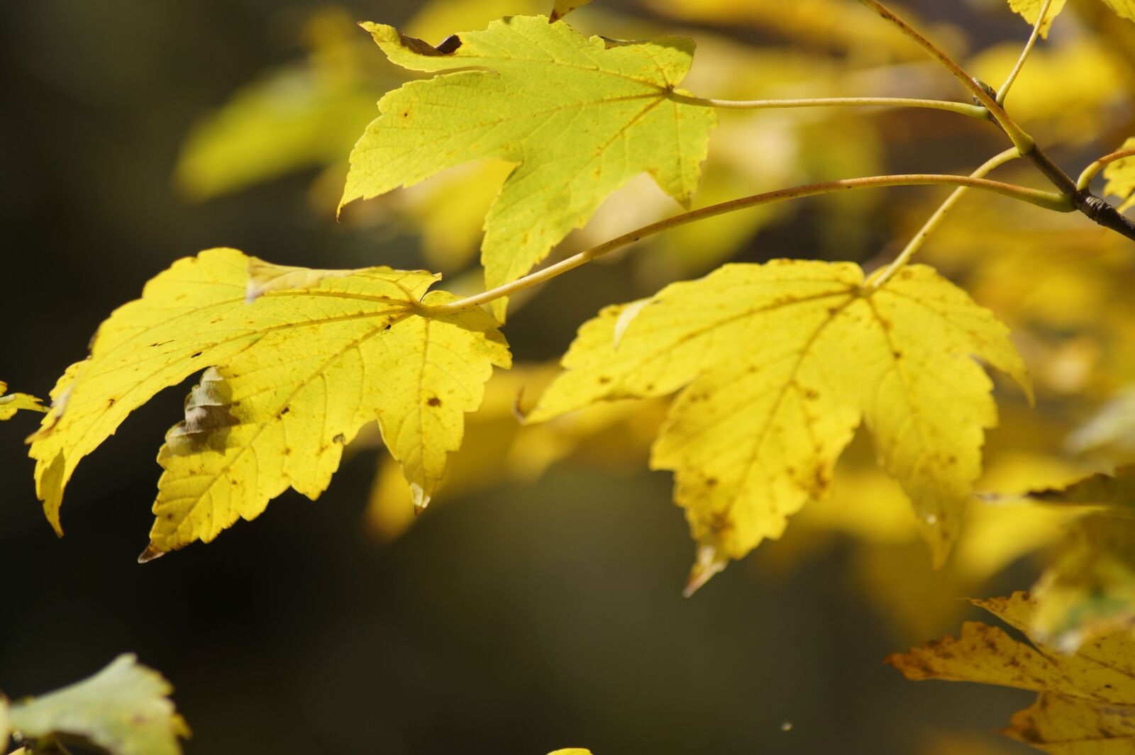 Sony SLT-A58 sample photo. Autumn, fall leaves, leaves photography