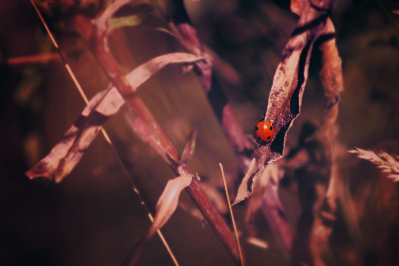 Canon EF 75-300mm f/4-5.6 sample photo. Insect, ladybird, ladybug, leaves photography