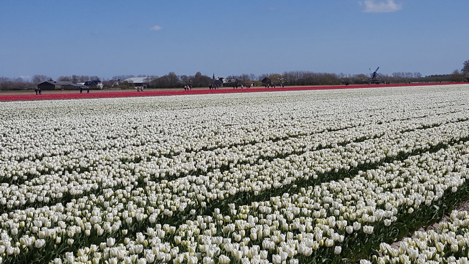 Samsung Galaxy S6 sample photo. White, tulip, flowerbulbs photography