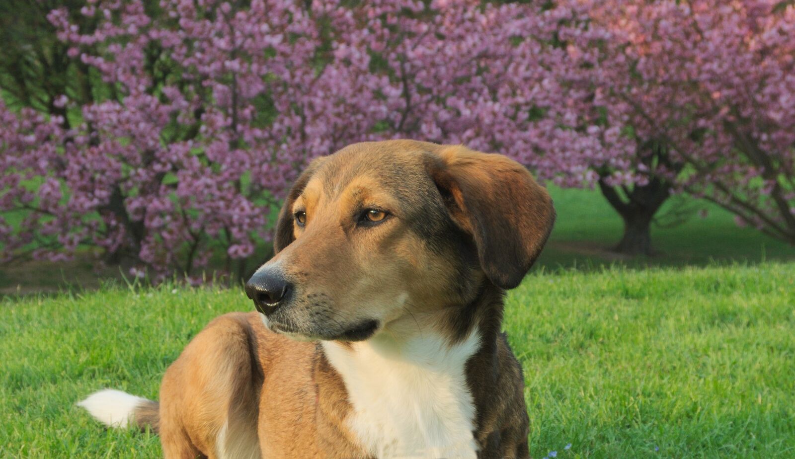 Nikon D5000 sample photo. Dog, spring, hybrid photography