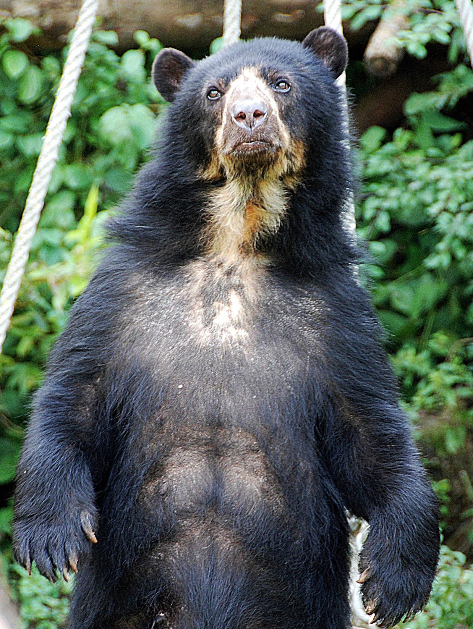 Nikon D80 sample photo. Bear, spectacled bear, zoo photography