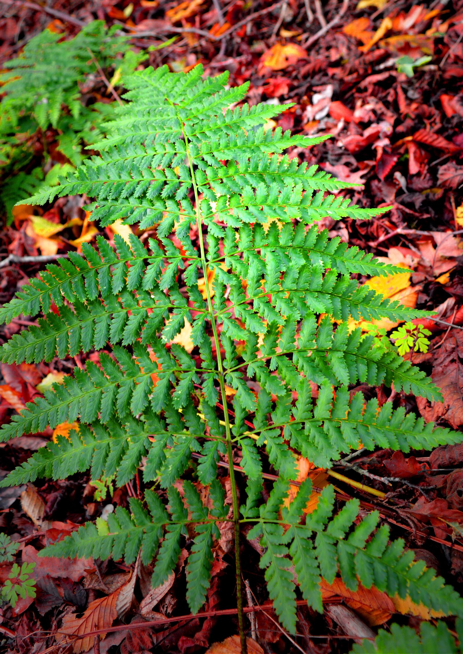 Nikon D3200 sample photo. Fern, green, plant photography