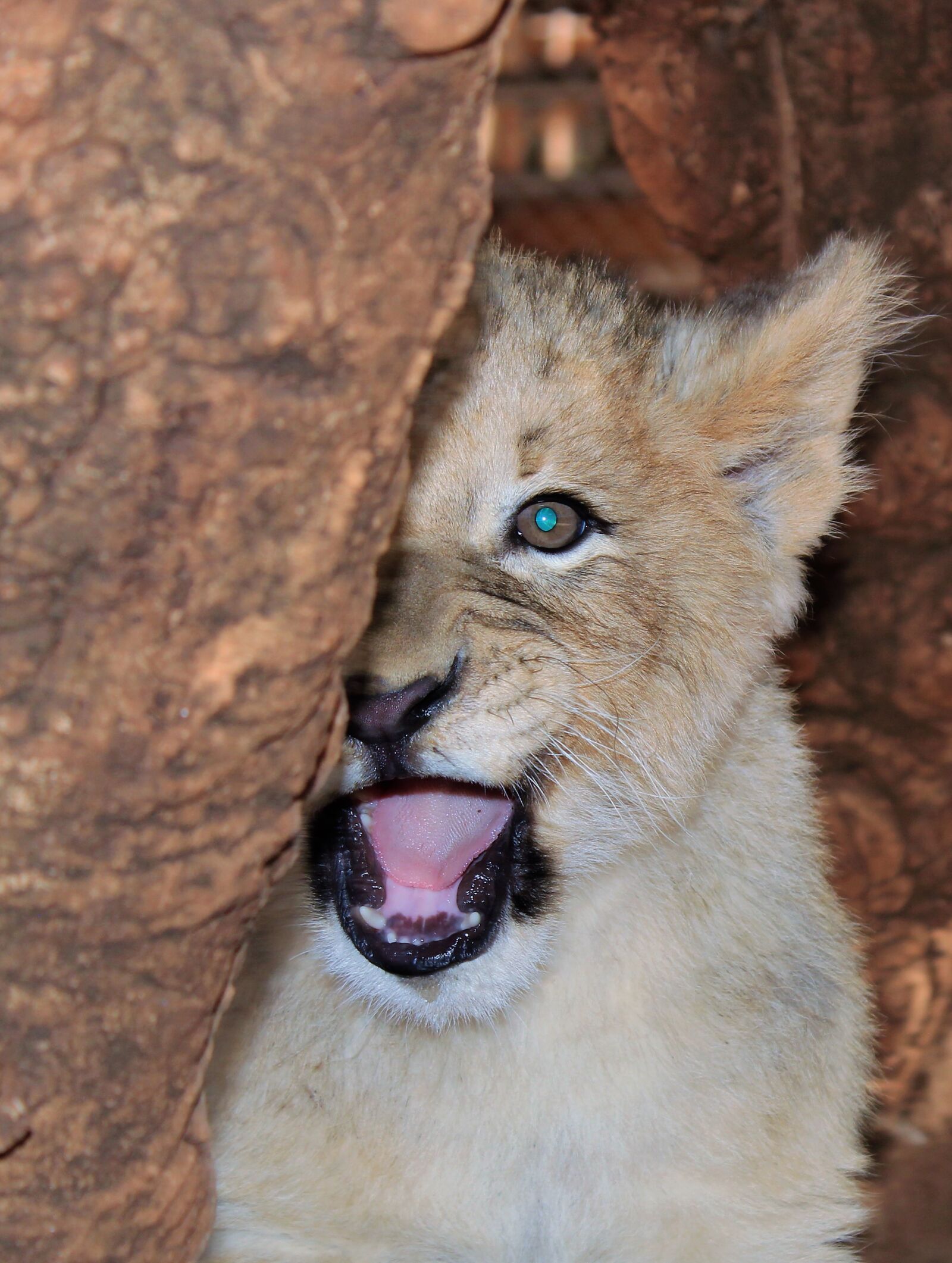 Canon EOS 1300D (EOS Rebel T6 / EOS Kiss X80) sample photo. Lion, lion cub, young photography