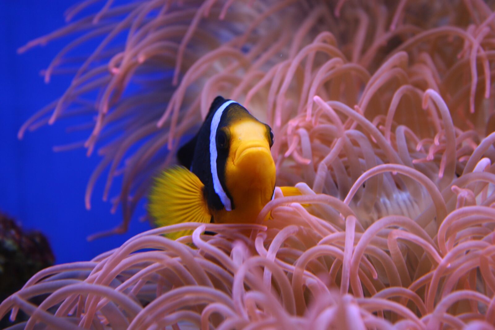 Canon EOS 20D sample photo. Clown fish, nemo, animal photography
