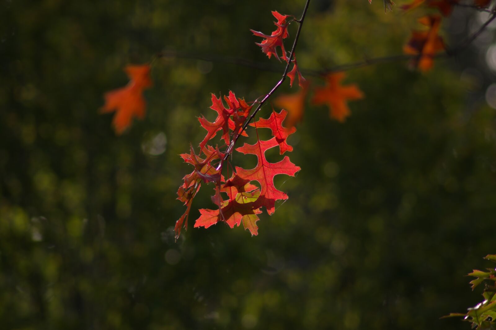 Pentax K-70 sample photo. Autumn, colorful leaves, colorful photography