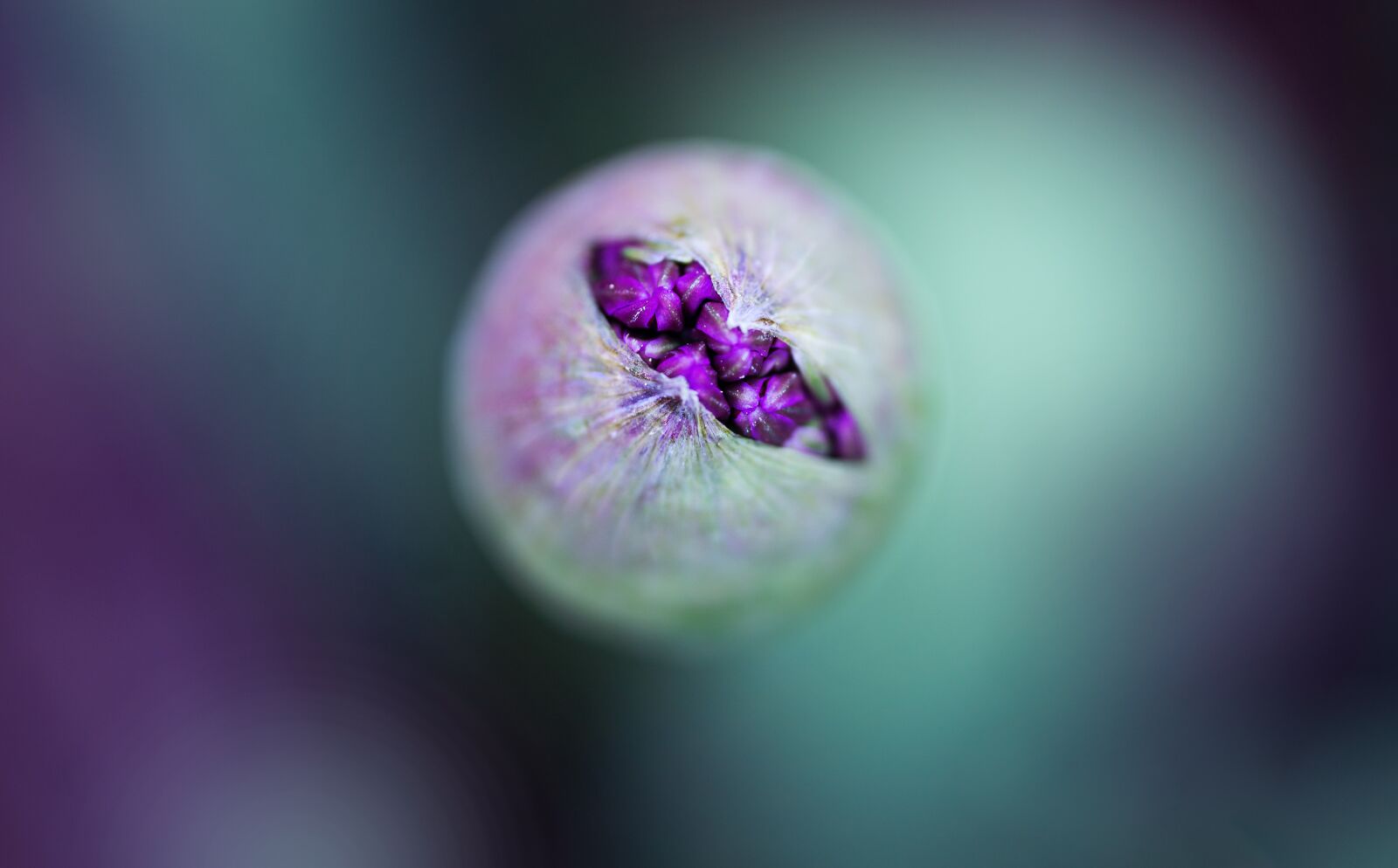 Sigma 70mm F2.8 DG Macro Art sample photo. Allium, purple, flower photography