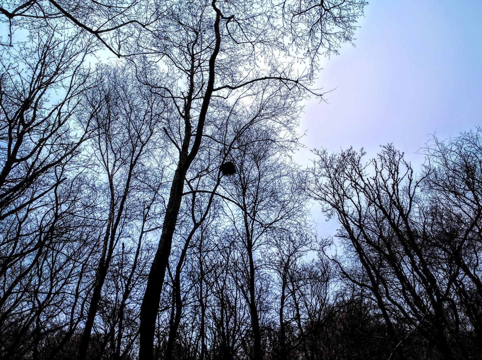 Google Nexus 6P sample photo. Trees, evening, cornwall photography