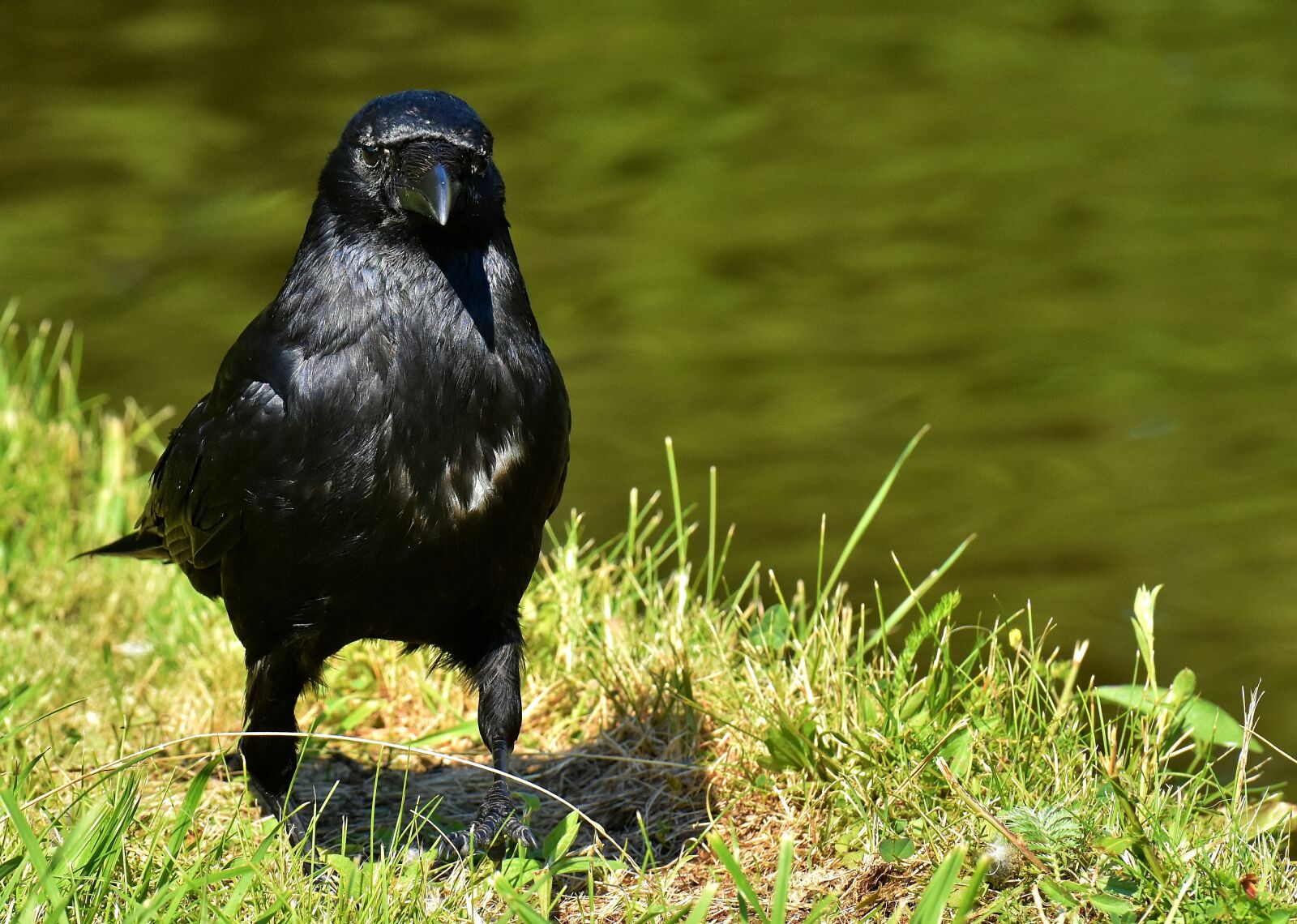 Nikon D7200 sample photo. Crow, raven, bird photography