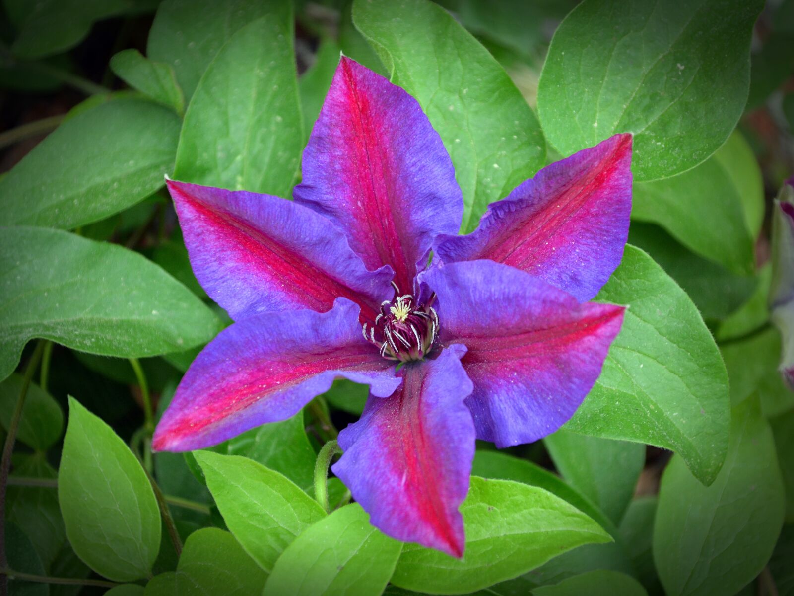 Nikon D5200 sample photo. Clematis, blossom, bloom photography