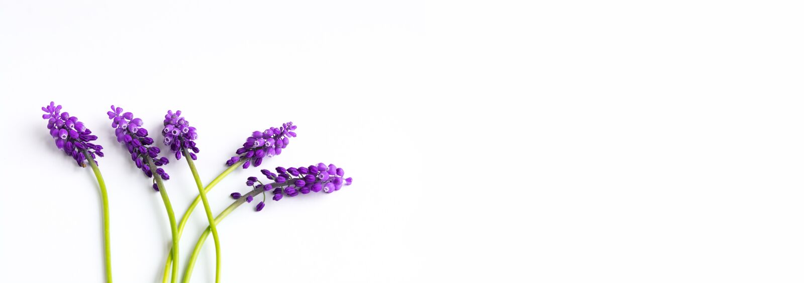 Nikon D7100 sample photo. Grape-hyacinth, fuchsia, flowers photography
