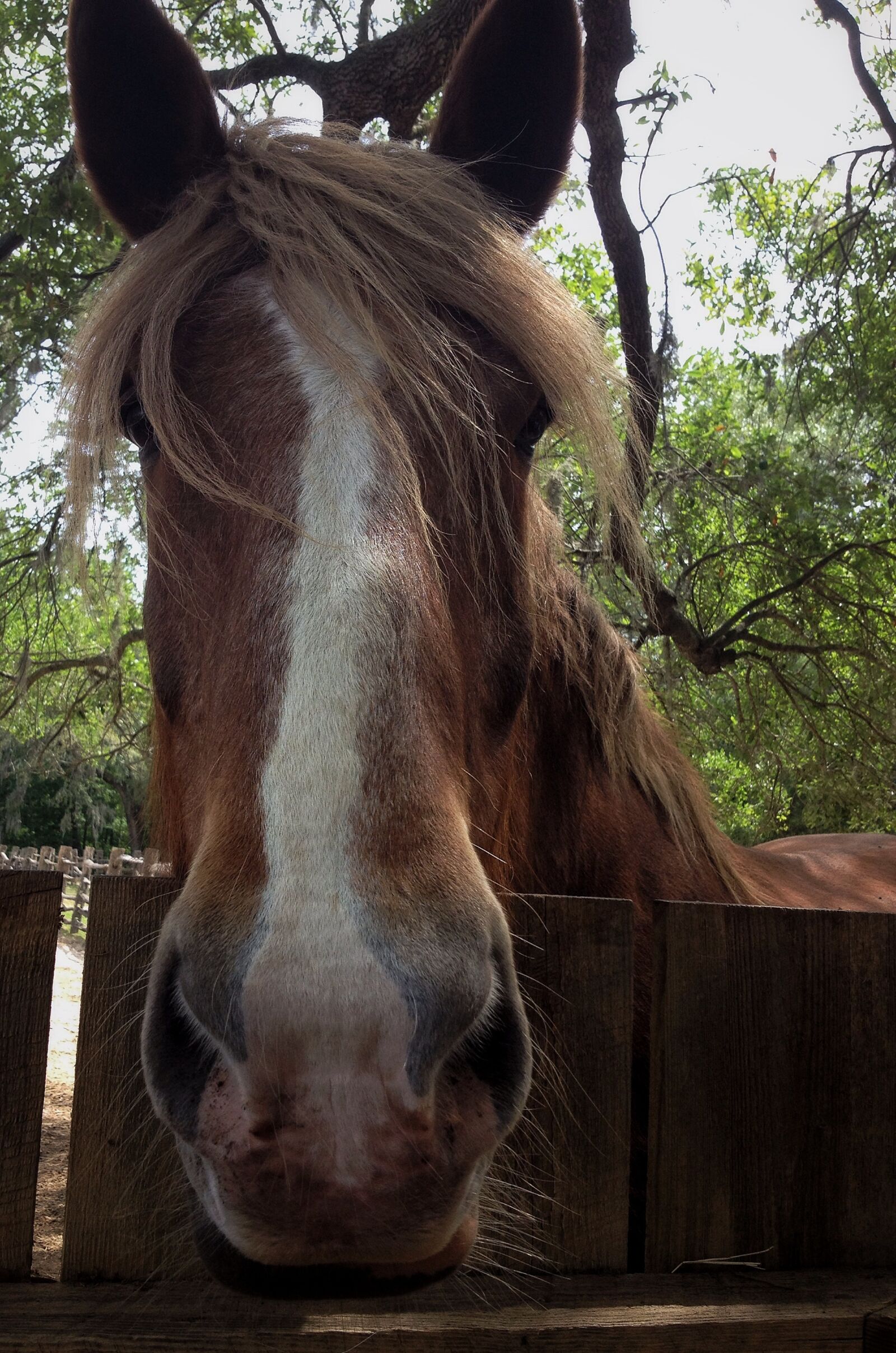 iPhone 4S back camera 4.28mm f/2.4 sample photo. Horse, animals, pasture photography