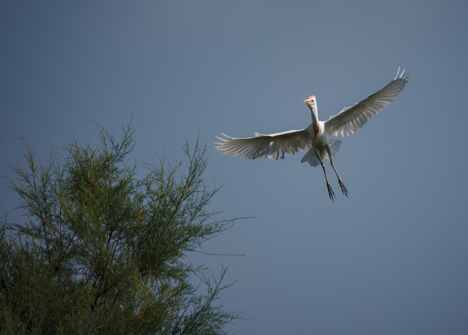 Nikon D750 sample photo. Heron, guard beef, camargue photography