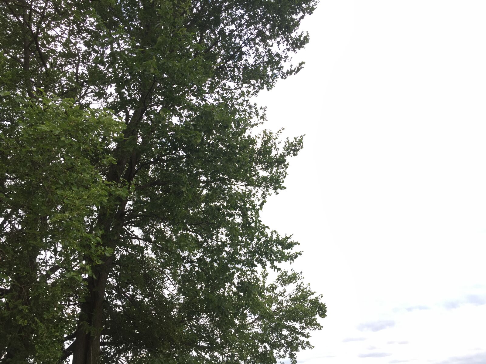 iPhone 6 back camera 4.15mm f/2.2 sample photo. Tree, white, sky photography