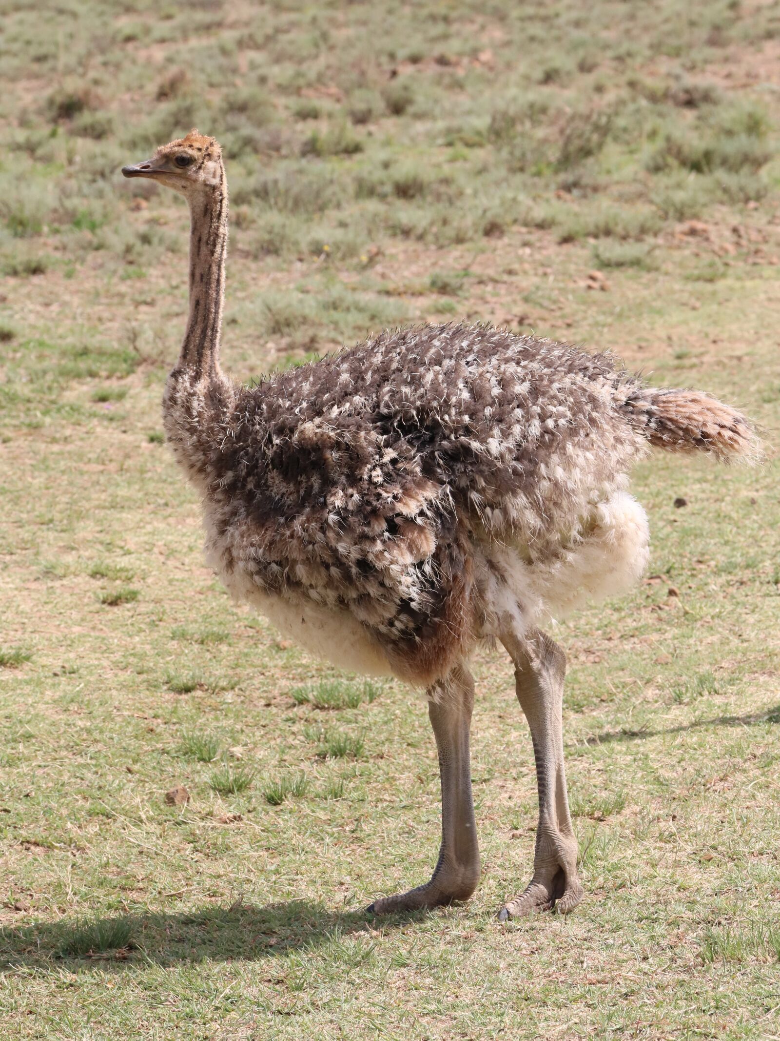 Canon EF 70-300mm F4-5.6L IS USM sample photo. Bouquet, ostriches, bird photography
