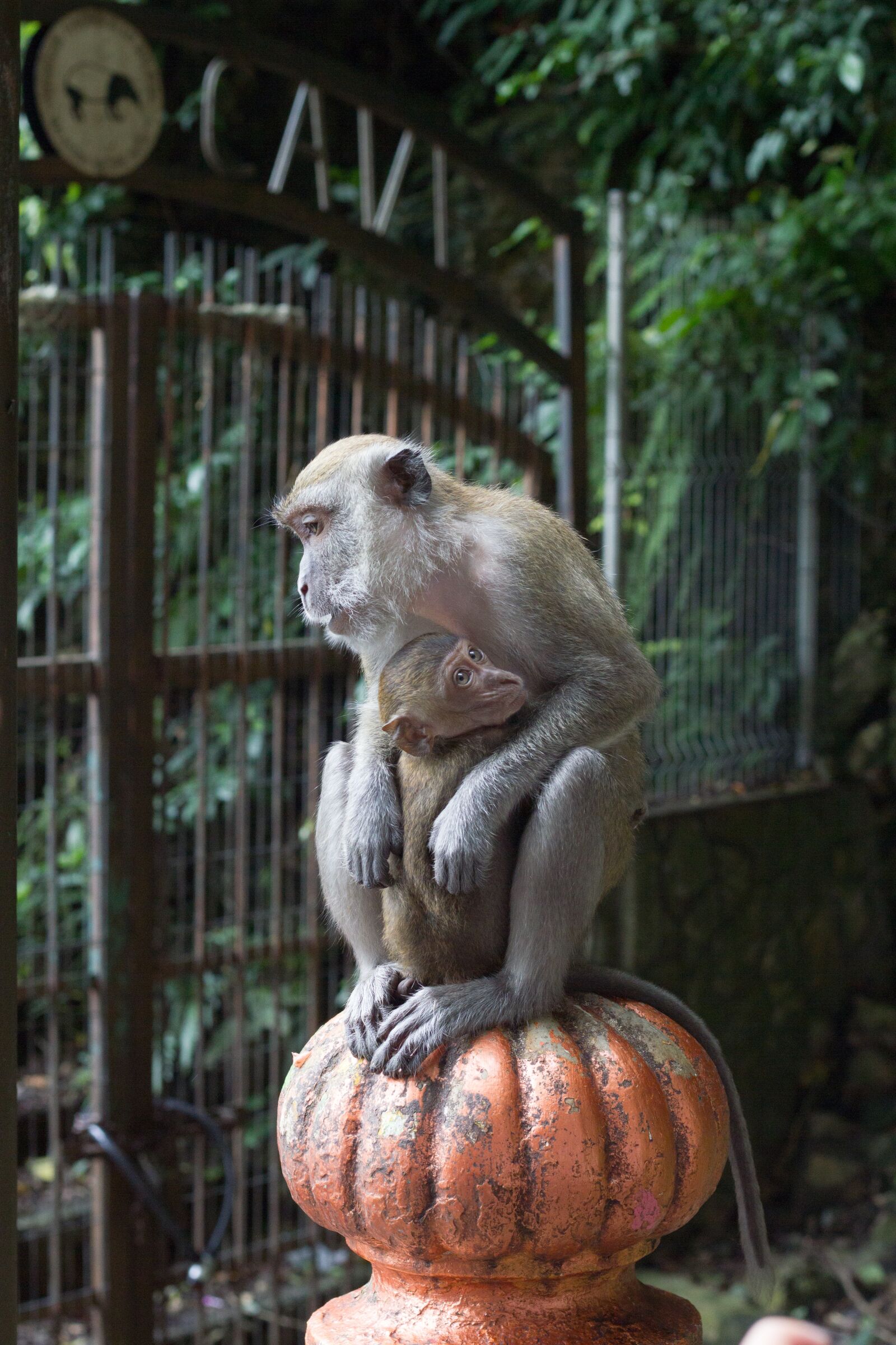 Canon EOS 550D (EOS Rebel T2i / EOS Kiss X4) sample photo. Mono, monkeys, mother photography