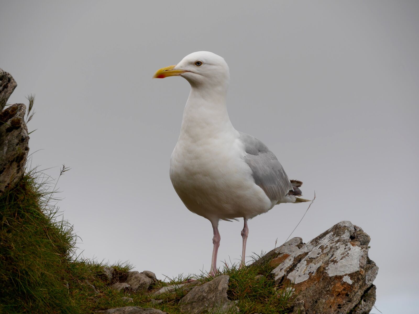 Panasonic Lumix DMC-G6 sample photo. Seagulls, wales, sky photography
