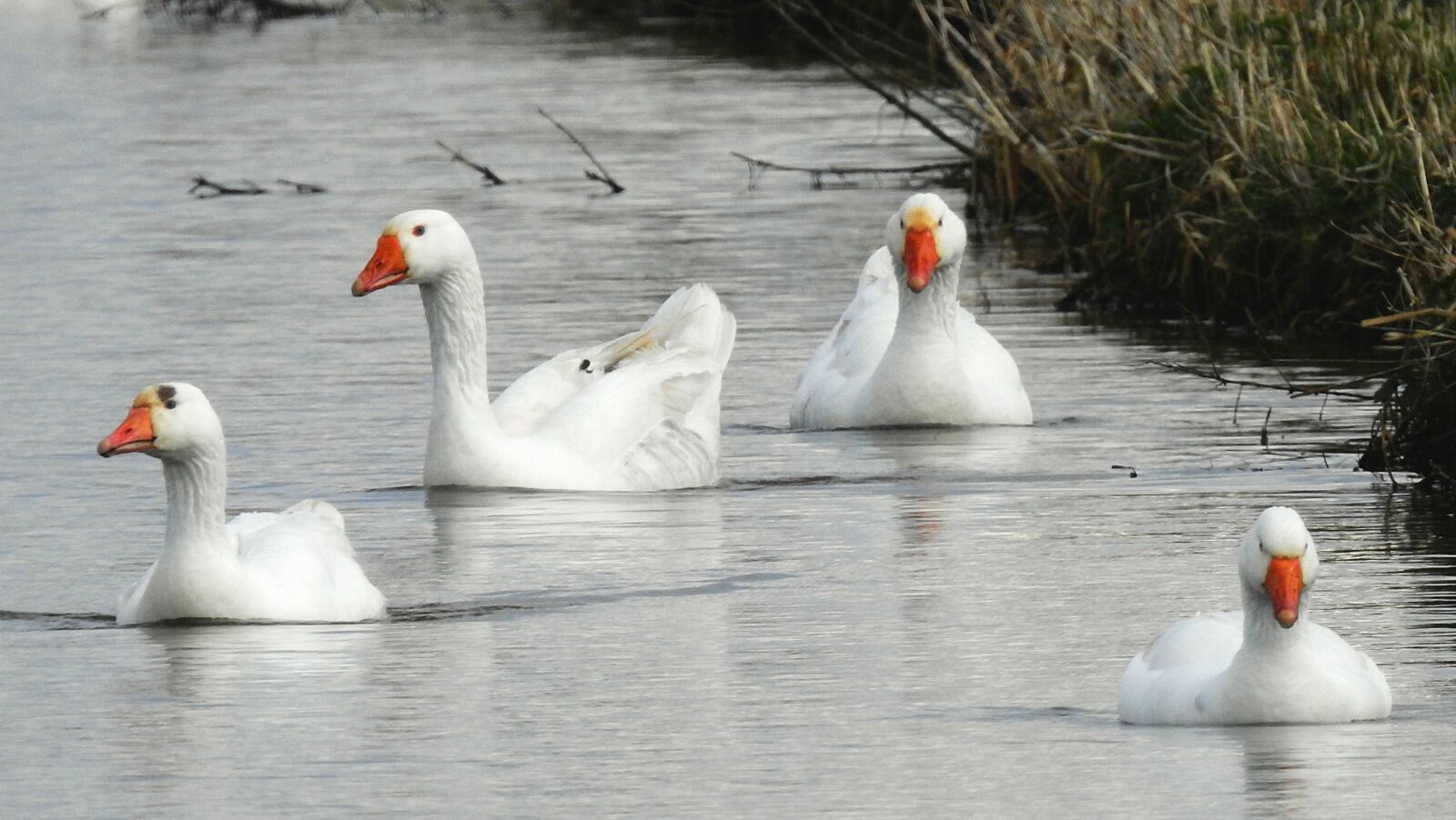 Nikon Coolpix P900 sample photo. Goose, water bird, animal photography