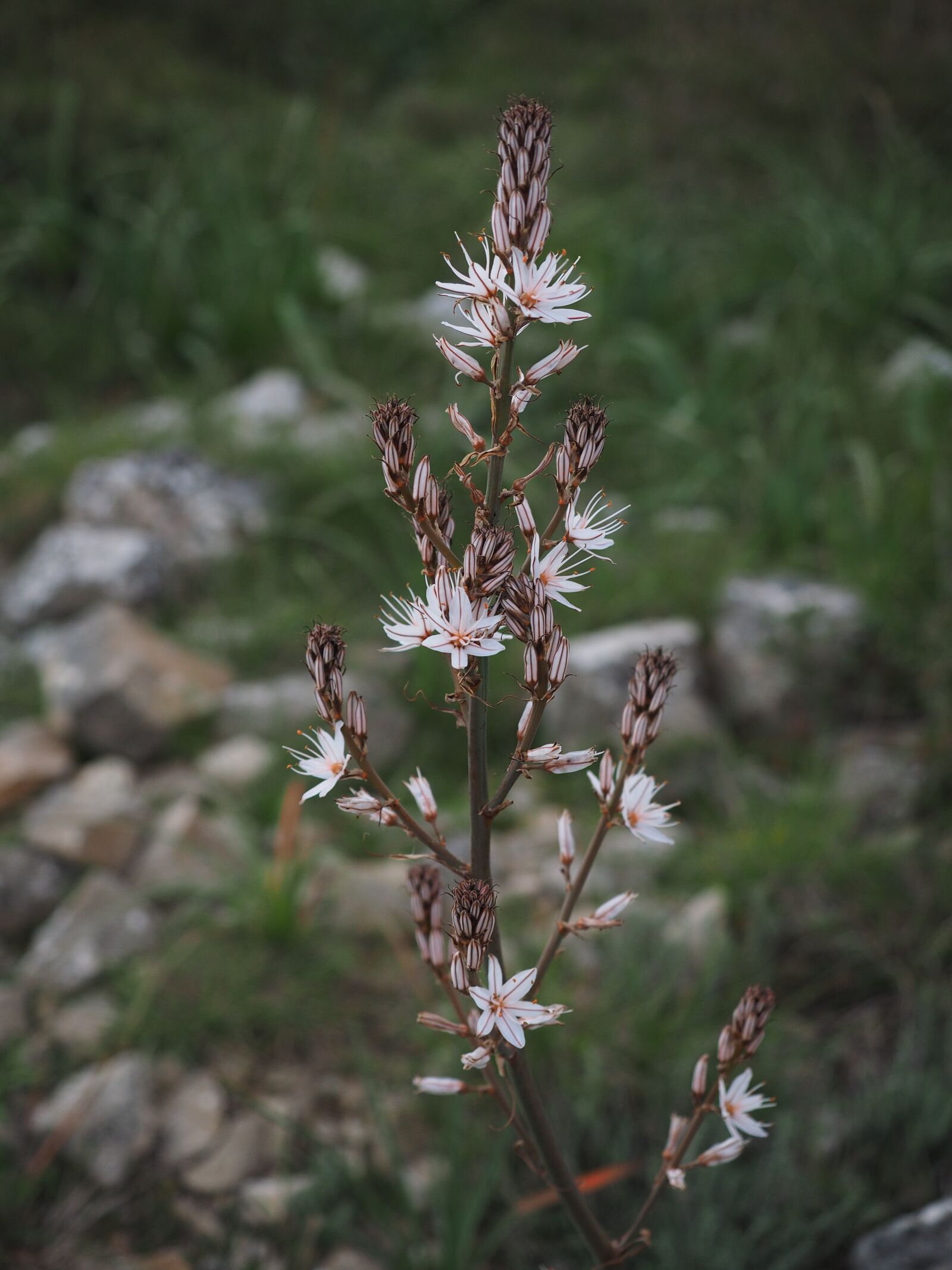 Olympus OM-D E-M1 + Olympus M.Zuiko Digital ED 12-40mm F2.8 Pro sample photo. Fragrant asphodel, flower, blossom photography