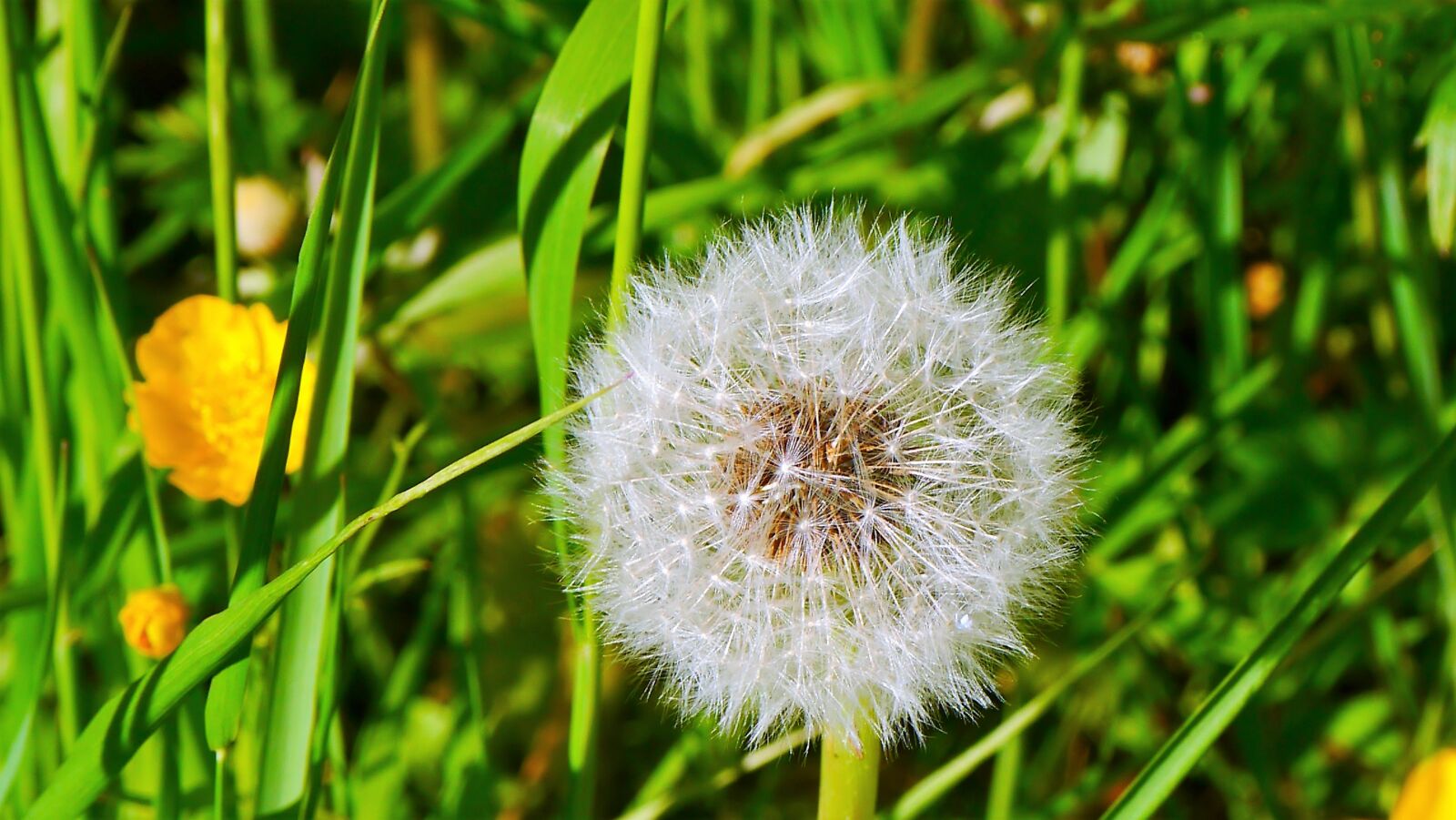 Panasonic Lumix DMC-G3 sample photo. Dandelion, close up, plant photography