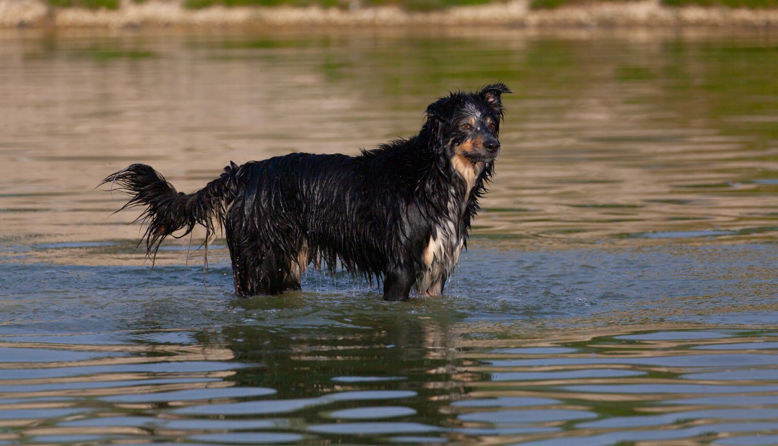 Canon EOS 5D Mark II sample photo. Collie in water, dog photography