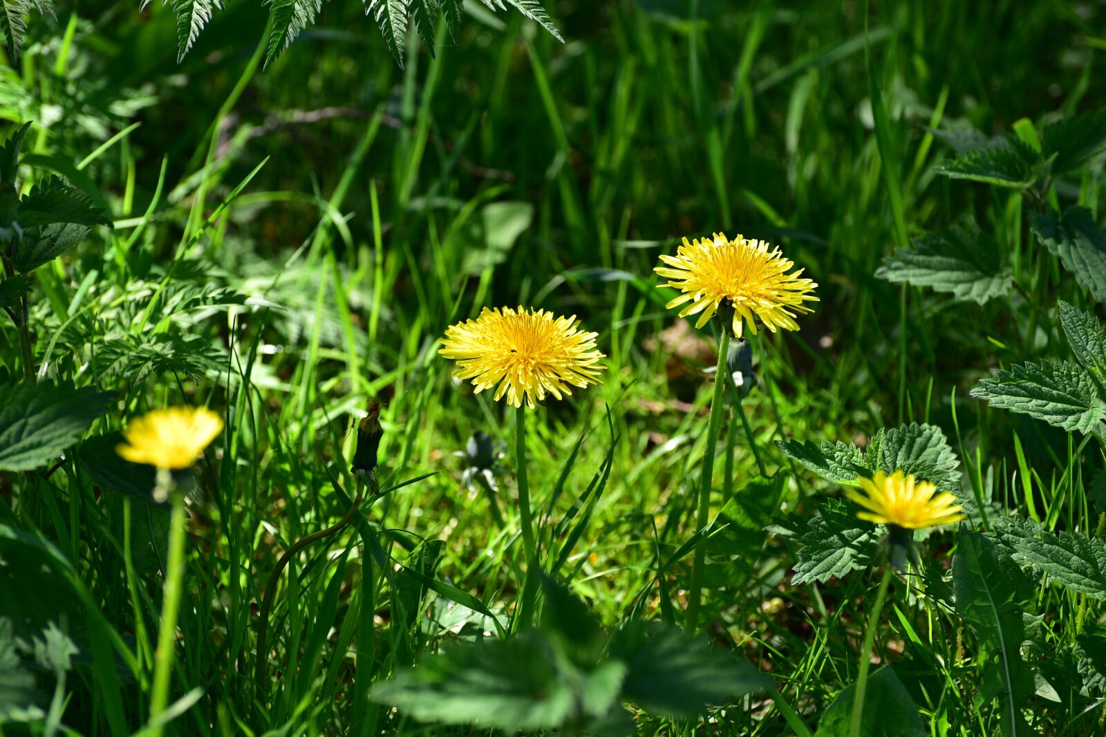 Nikon D750 sample photo. Nature, summer, plant photography