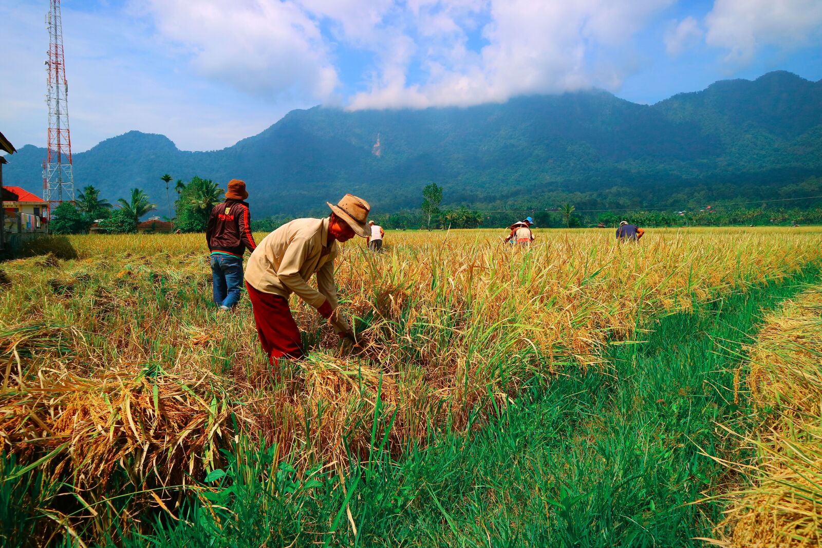 Canon EOS M3 sample photo. Agriculture, nature, crop photography