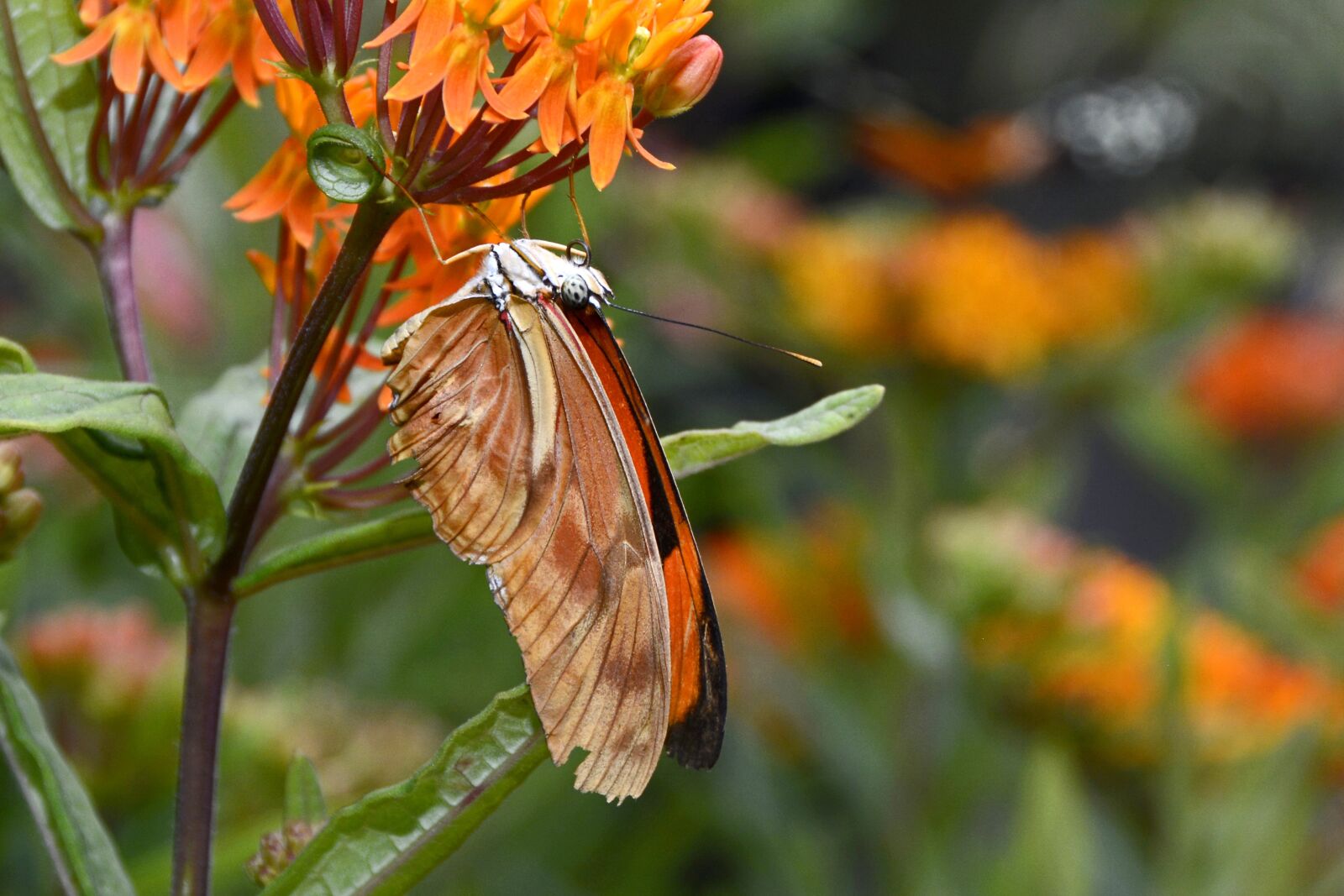 Nikon D7100 sample photo. Butterfly, insect, wing photography