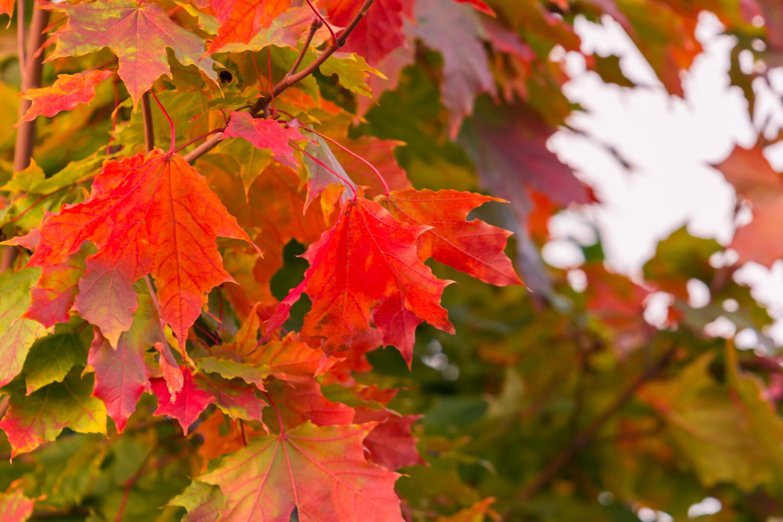 Nikon D7200 sample photo. Maple, leaves, autumn photography