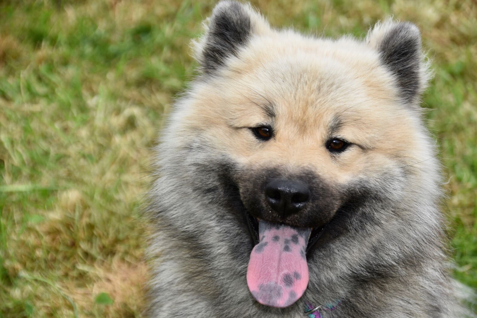 Nikon D5600 sample photo. Dog, dog eurasier, doggie photography