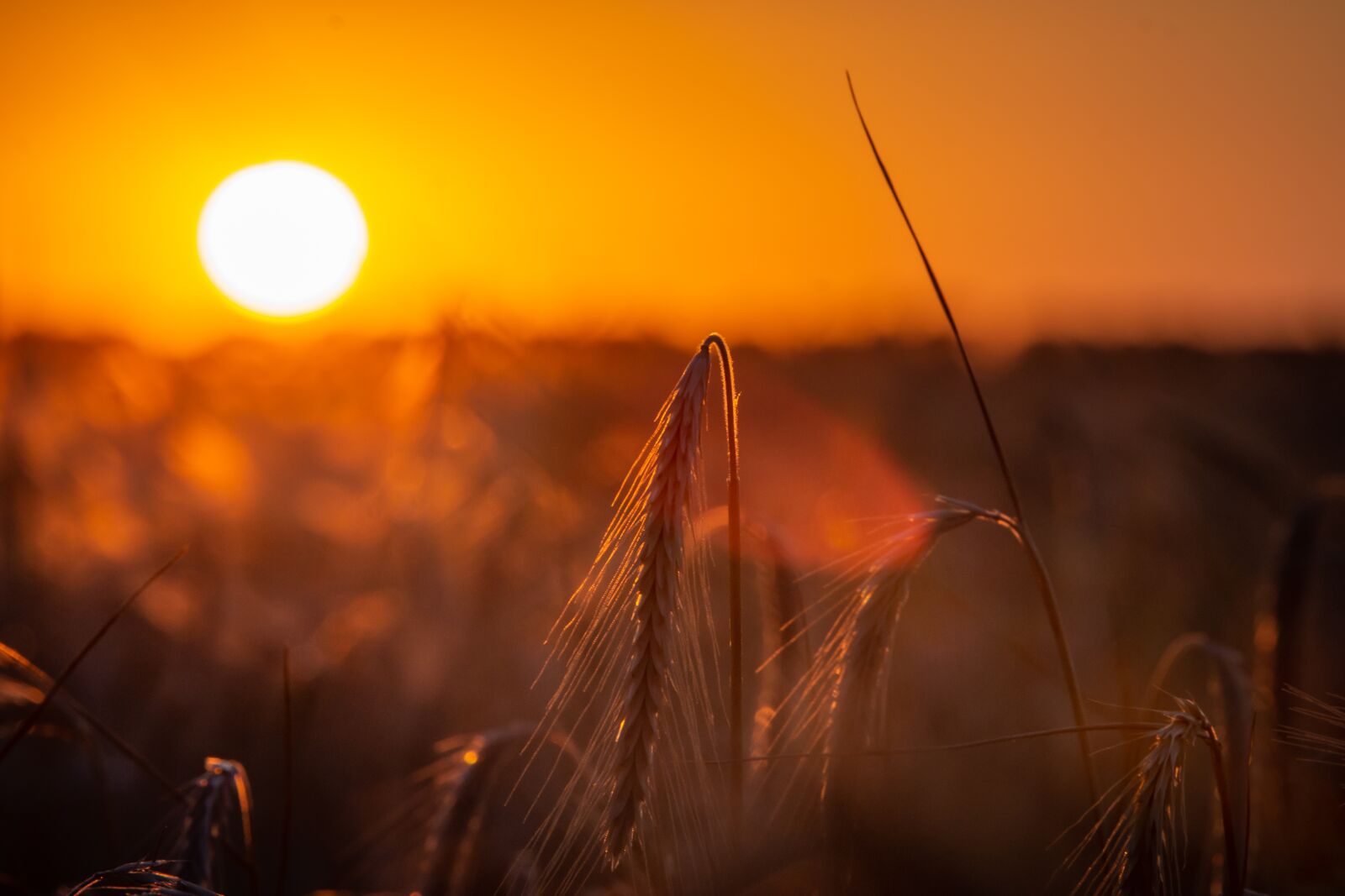 Tamron SP 70-200mm F2.8 Di VC USD sample photo. Field, sunset, cereals photography