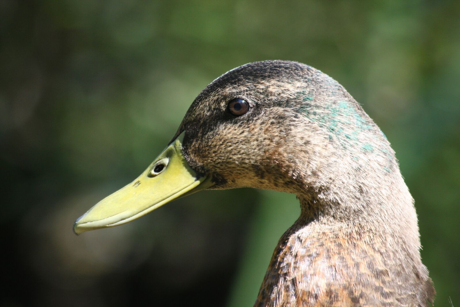 Canon EOS 40D sample photo. Duck, portrait, profile photography