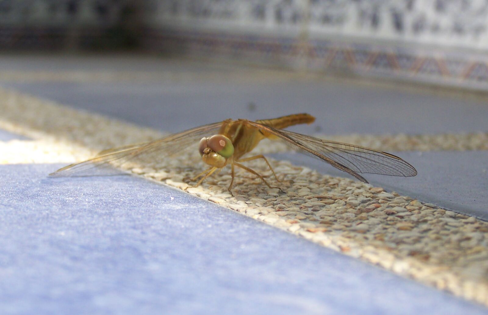 Kodak EASYSHARE Z710 ZOOM DIGITAL CAMERA sample photo. Dragonfly, insect, bug photography